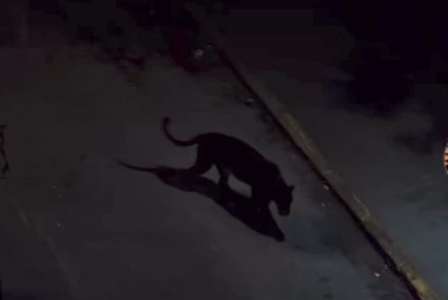 Video de supuesto puma negro en Sabaneta fue creado con IA