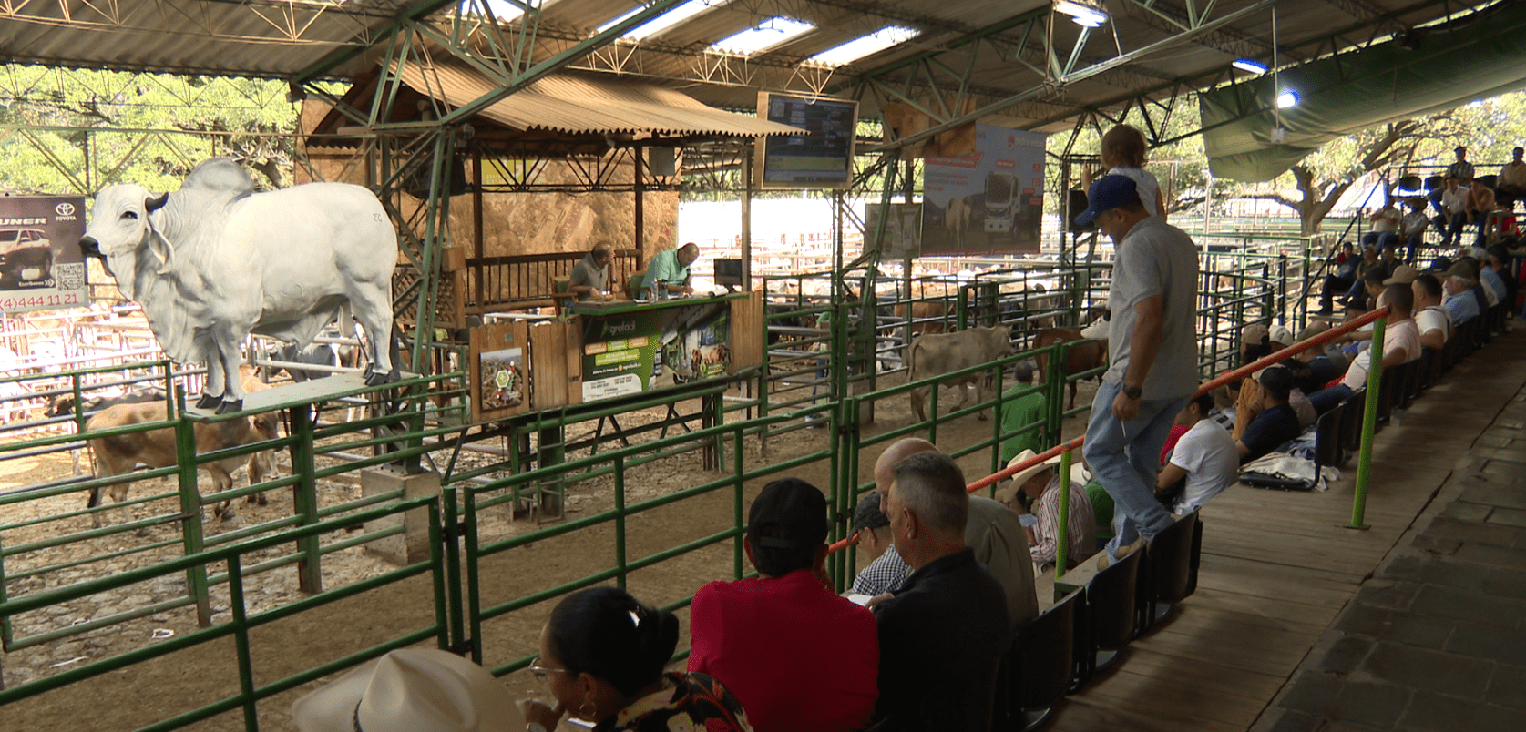 Feria de Ganado se suma a los eventos de la Feria de las Flores