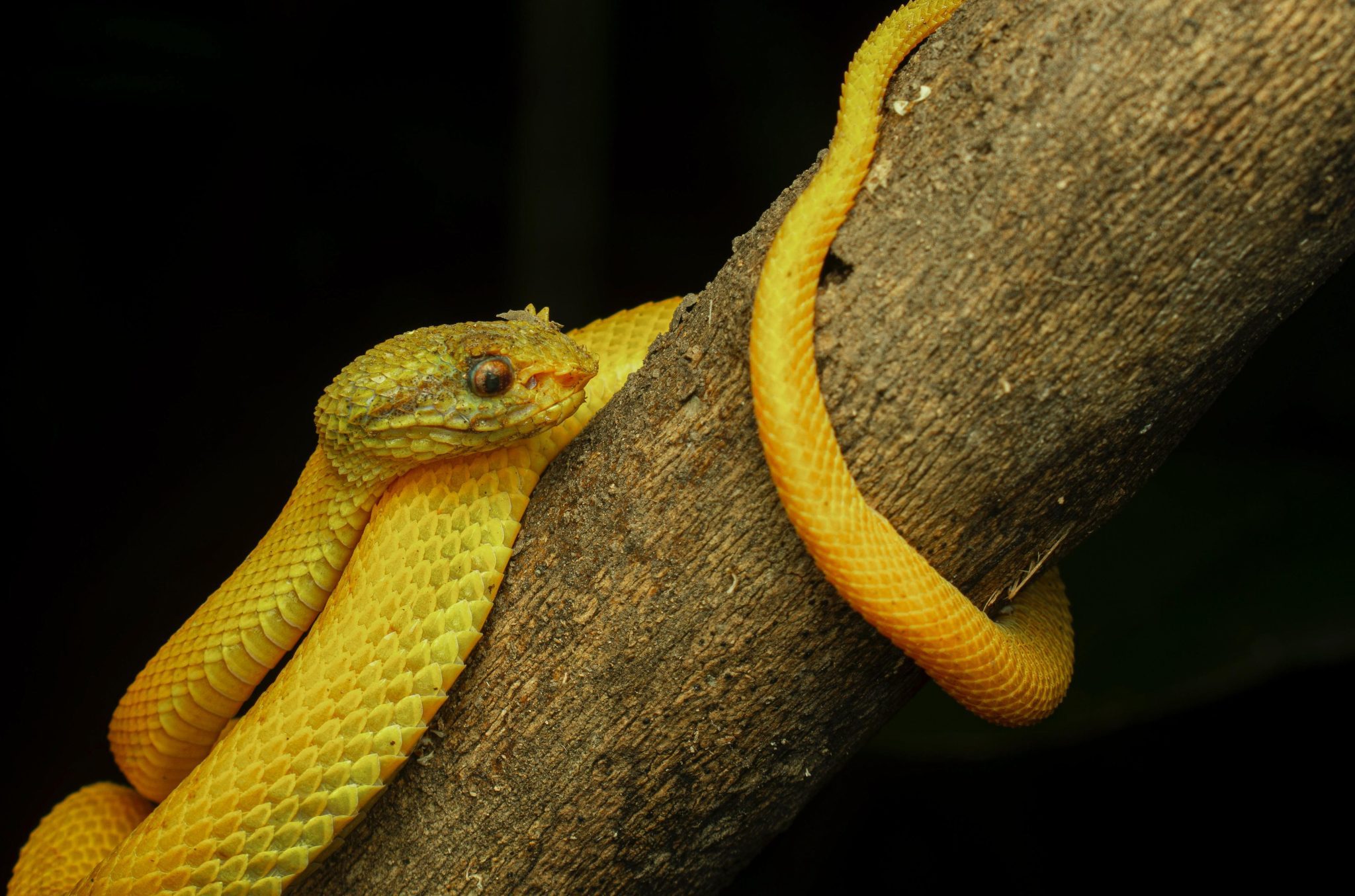Día Mundial de la Serpiente: 265 especies han ingresaron al Centro de Fauna Silvestre del Valle de Aburrá en 2024