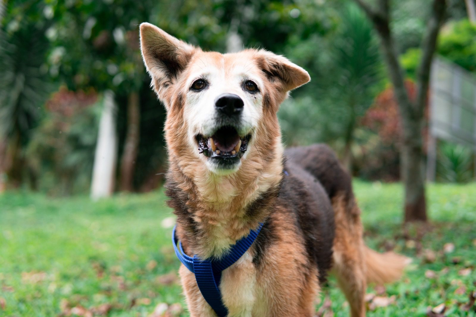 Cerca de mil adopciones en 2025, pero más de 700 animales llevan años esperando un hogar en Medellín