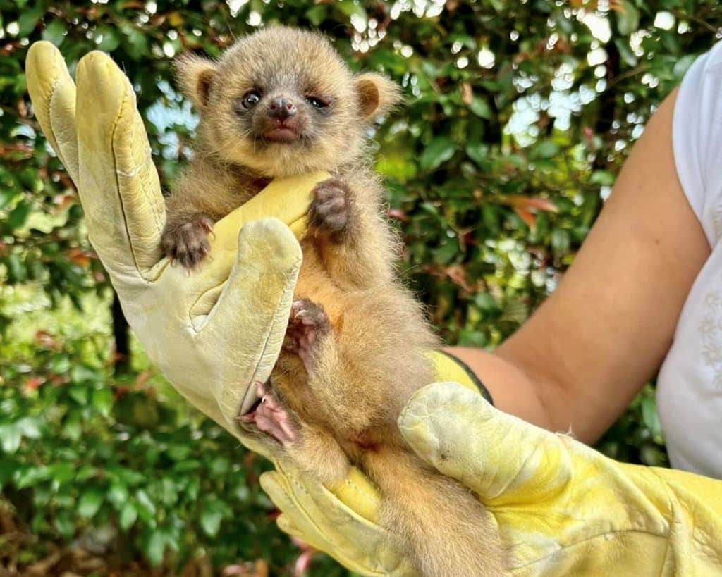 Rescatan a un olinguito, especie en peligro de extinción