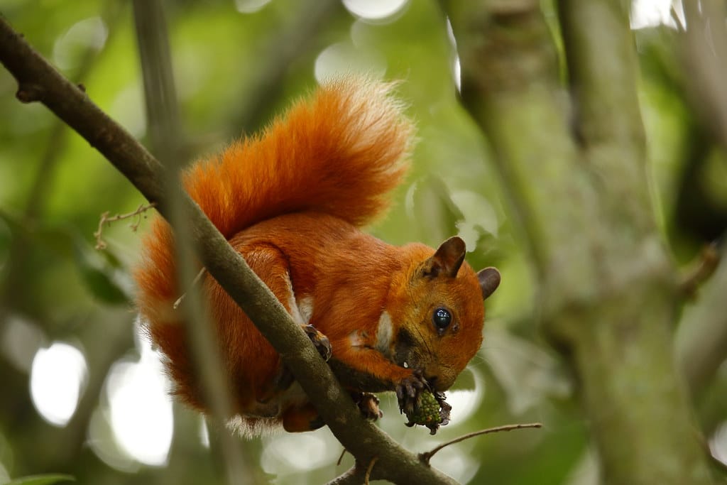 Ardilla Colirroja - Sciurus Granatensis | Alcanza una longit… | Flickr