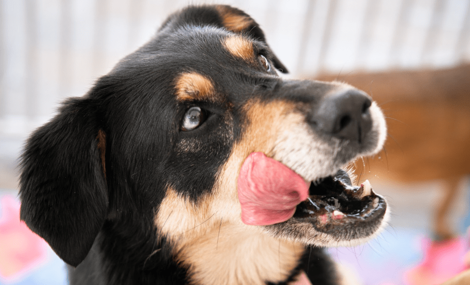 Este domingo en la ciclovía de El Poblado habrá atención gratis para perros y gatos