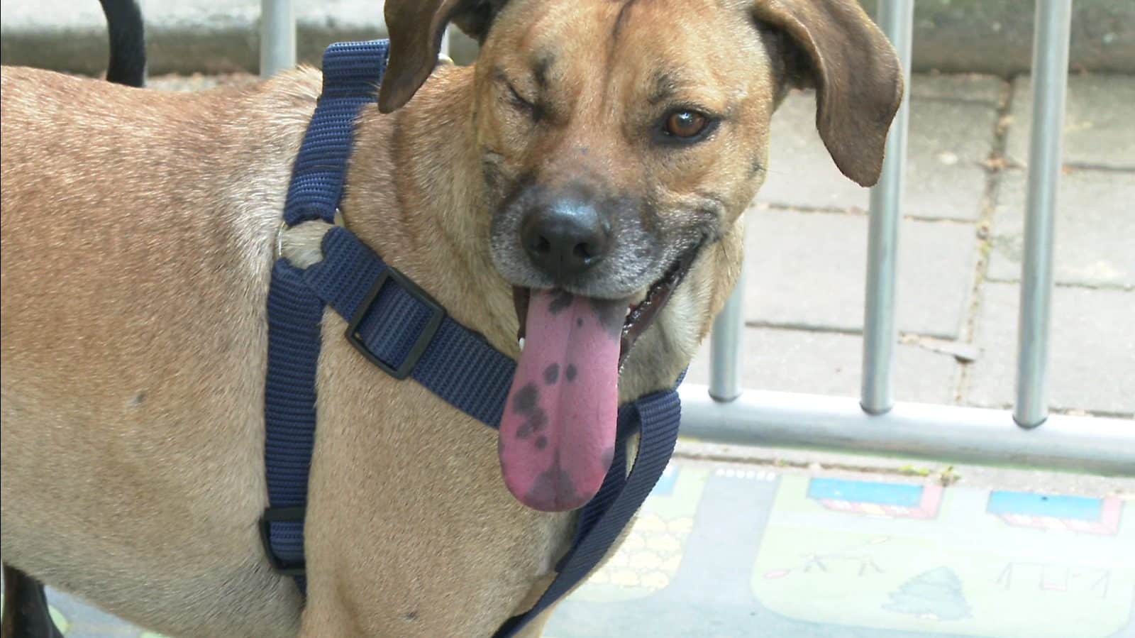 Adopción a primera vista Ken encontró a su dueño en Mascotas al Parque