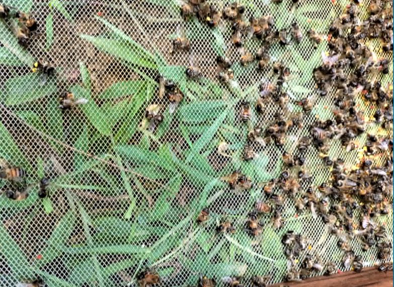 Apicultores afectados por la muerte de más de un millón de abejas en el Suroeste
