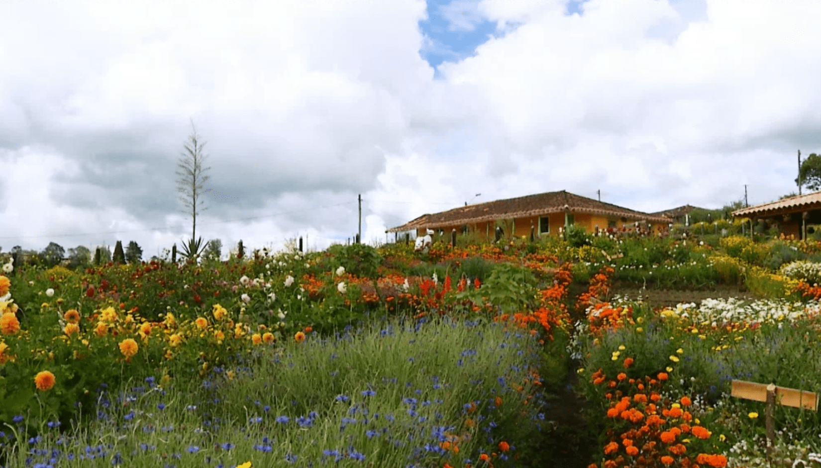 Así se preparan las fincas silleteras para la Feria de las Flores 2024