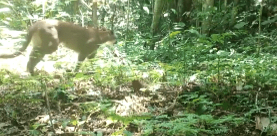Avistan un puma andino en una finca en Antioquia