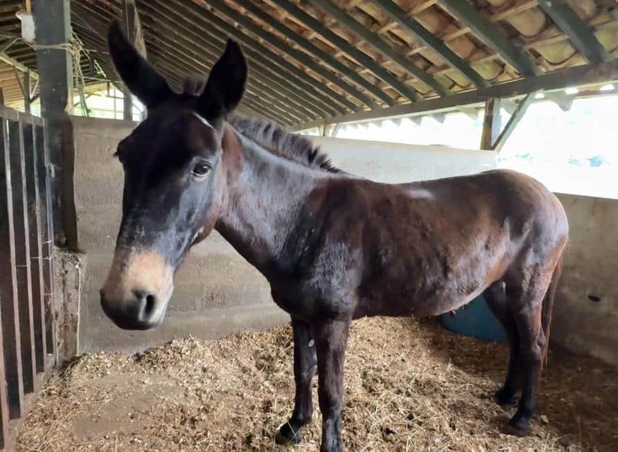 Caballos, cerdos, gallinas y patos, entre los animales que están en adopción en Medellín