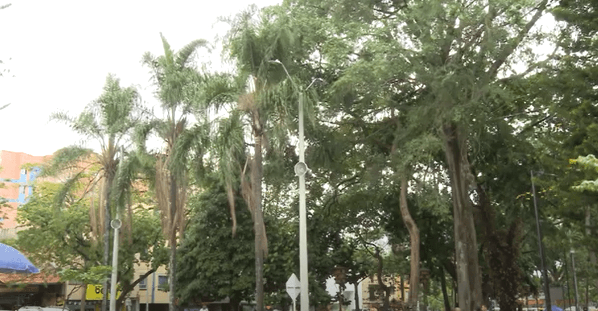 Esta es la historia de los árboles que son patrimonio en Belén