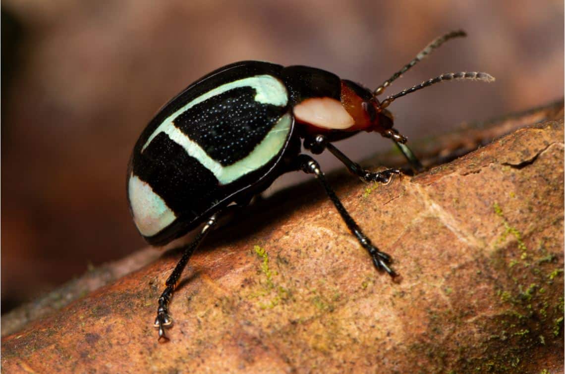 Insectos y hongos: el estudio de la UdeA que revela la riqueza oculta del nordeste antioqueño