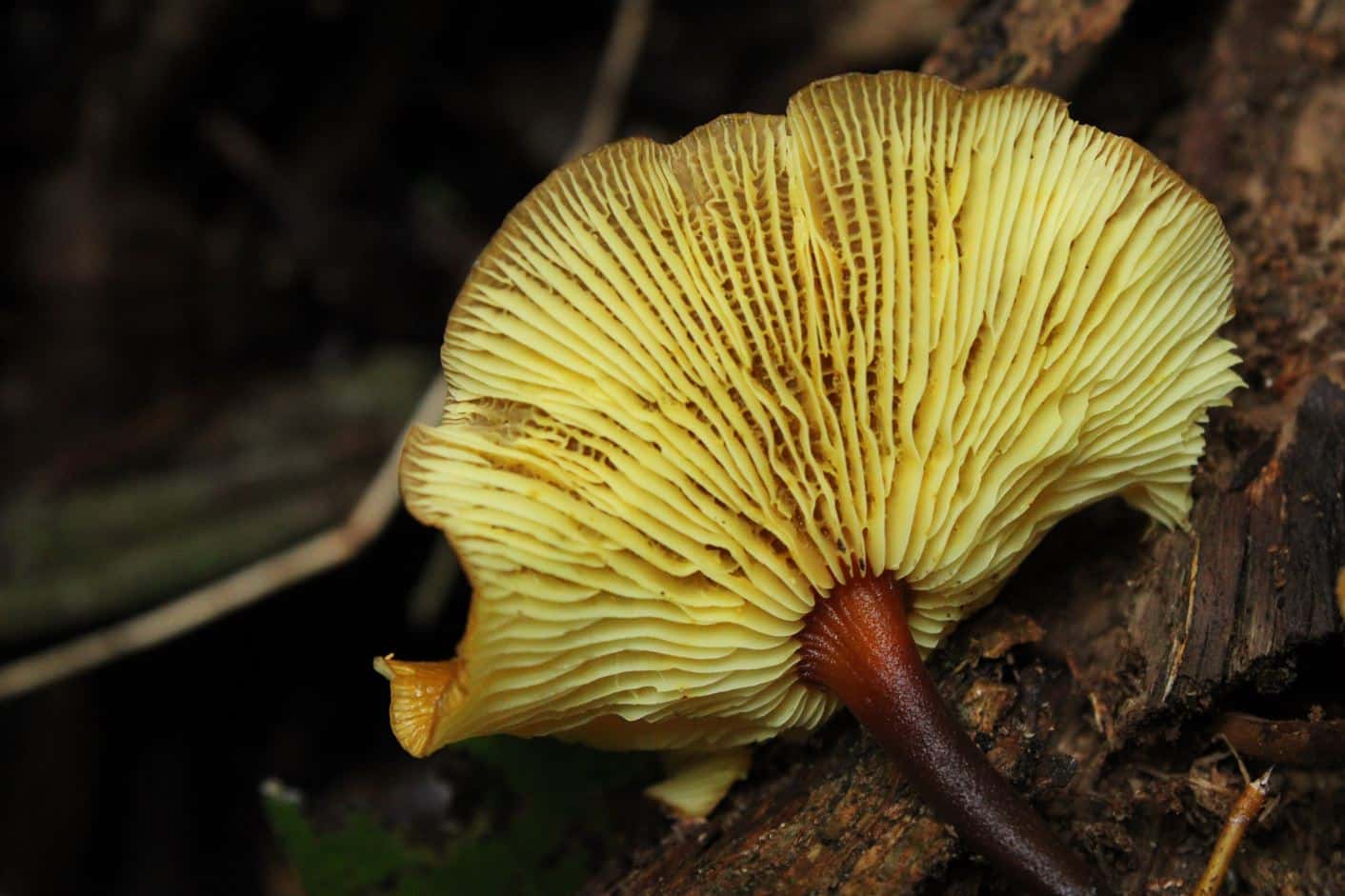 Insectos y hongos: el estudio de la UdeA que revela la riqueza oculta del nordeste antioqueño