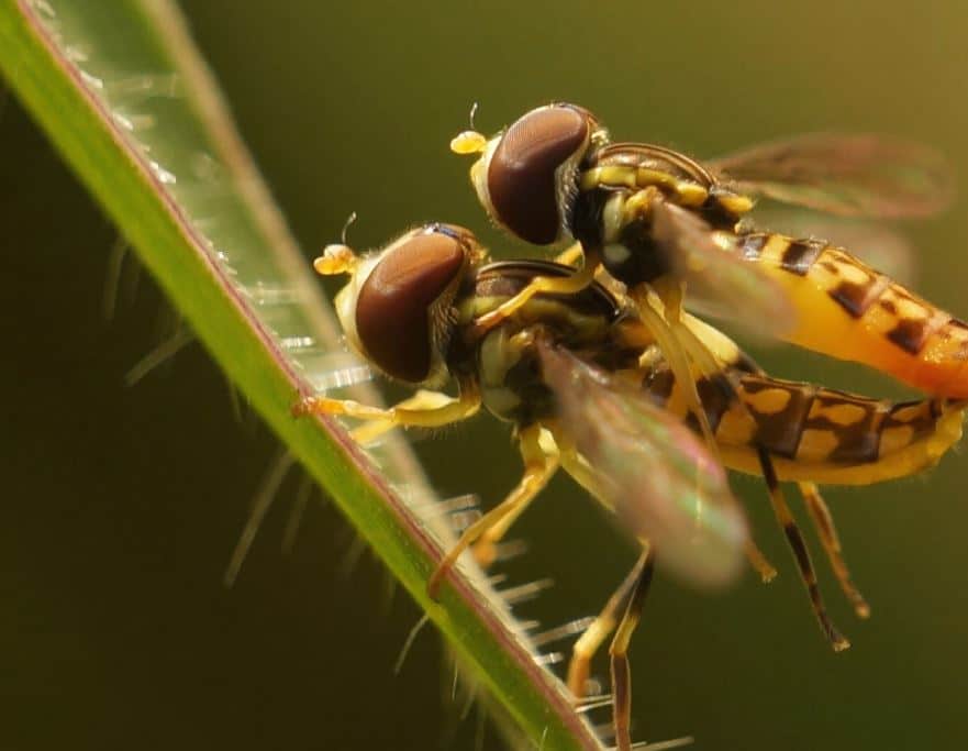 Insectos y hongos: el estudio de la UdeA que revela la riqueza oculta del nordeste antioqueño