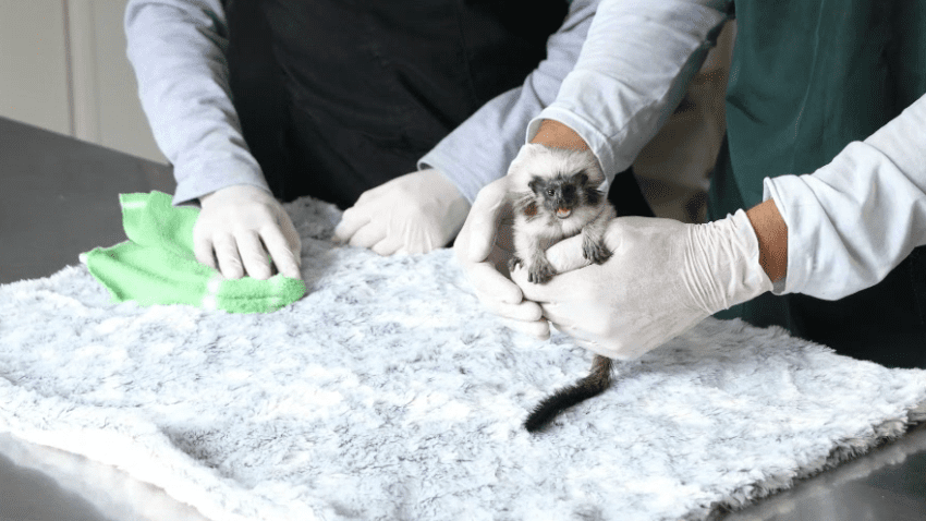 Capturan a personas que intentaban abordar un avión con primates escondidos en sus partes íntimas
