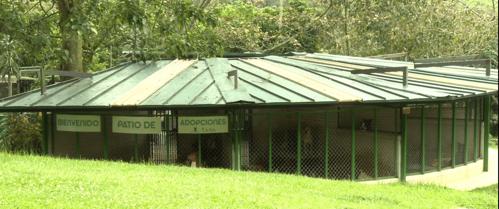 Animales en La Perla esperan por ser adoptados