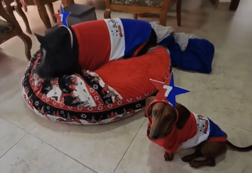 Cerdito hincha del DIM se hace viral en redes por su outfit Poderoso antes de la final