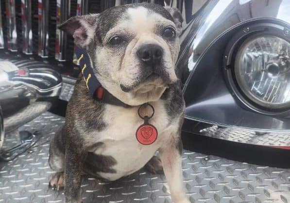 Conozca a Brisa, la perrita graduada como capitana en los Bomberos de Envigado
