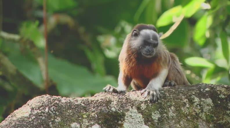 Crean convenio para trabajar contra el tráfico ilegal de especies silvestres en 26 municipios