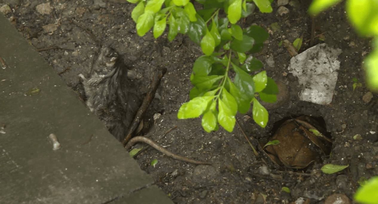 Denuncian envenenamiento de una mascota por posible estrategia de control de roedores