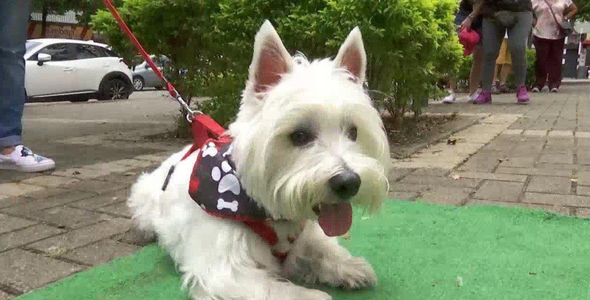 En Medellín se realizará el reinado de las mascotas y así puede participar