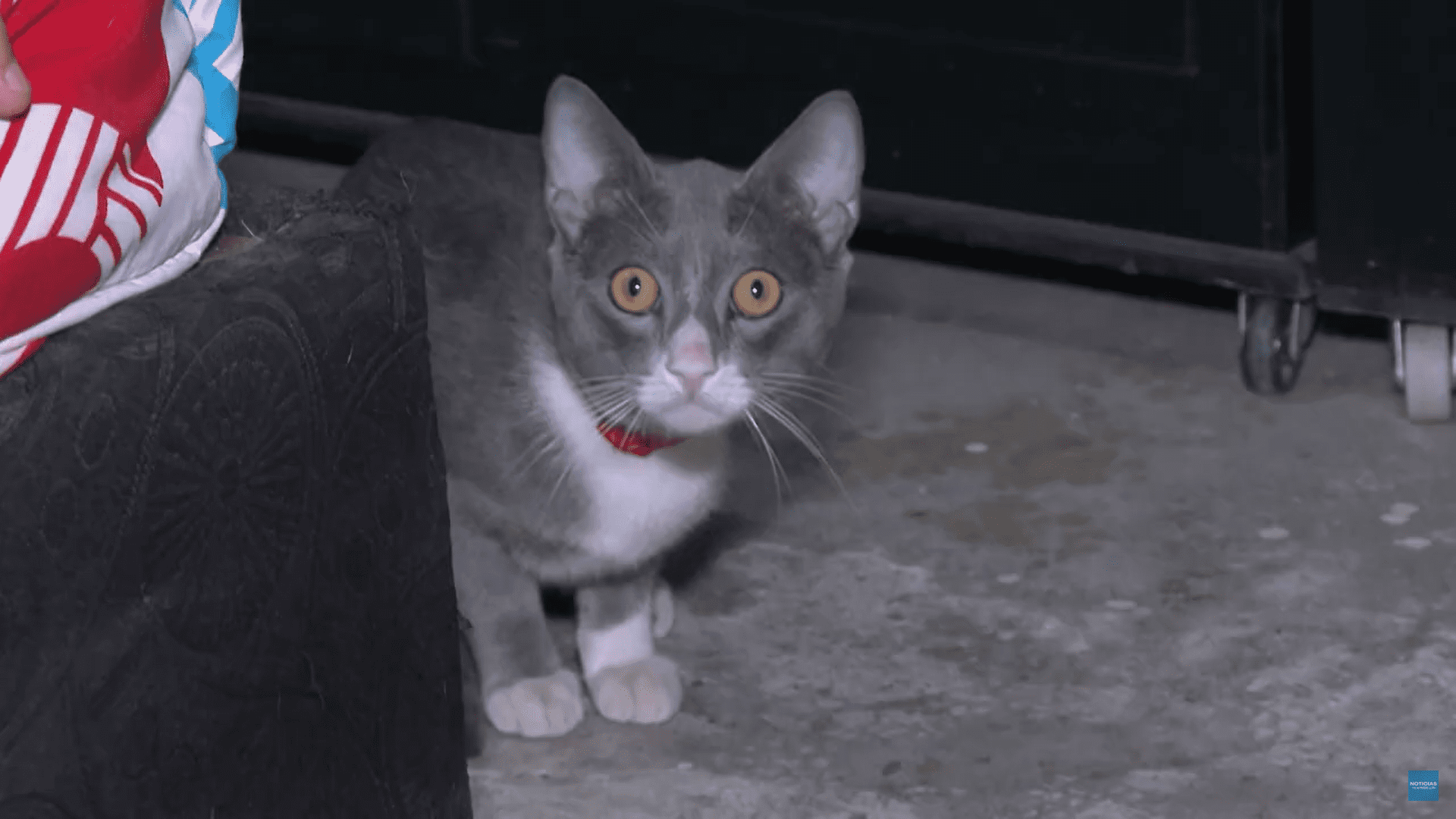 Estudiante rescató un gato callejero que se protegía de la pólvora