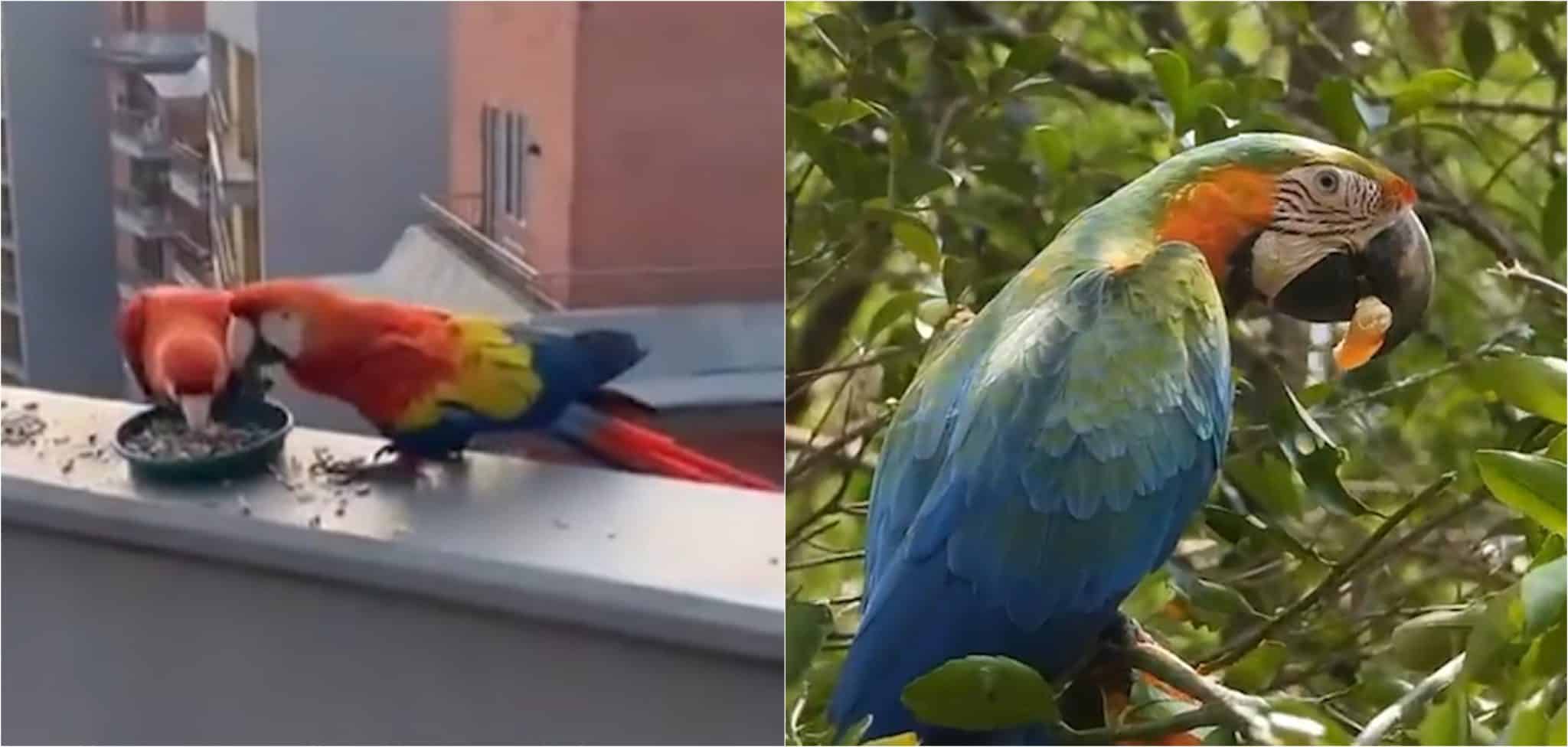 Expertos recomiendan no alimentar a los animales silvestres