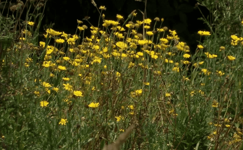 Floricultor explica cuál es el uso de las flores comestibles en diferentes platos