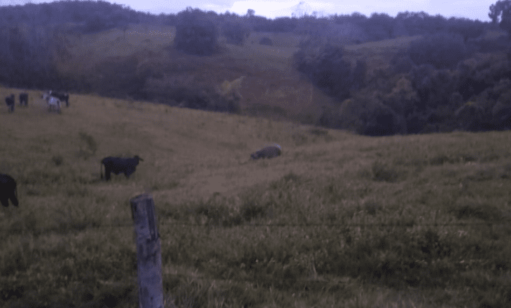 Campesino denuncia que un hipopótamo le mató dos animales