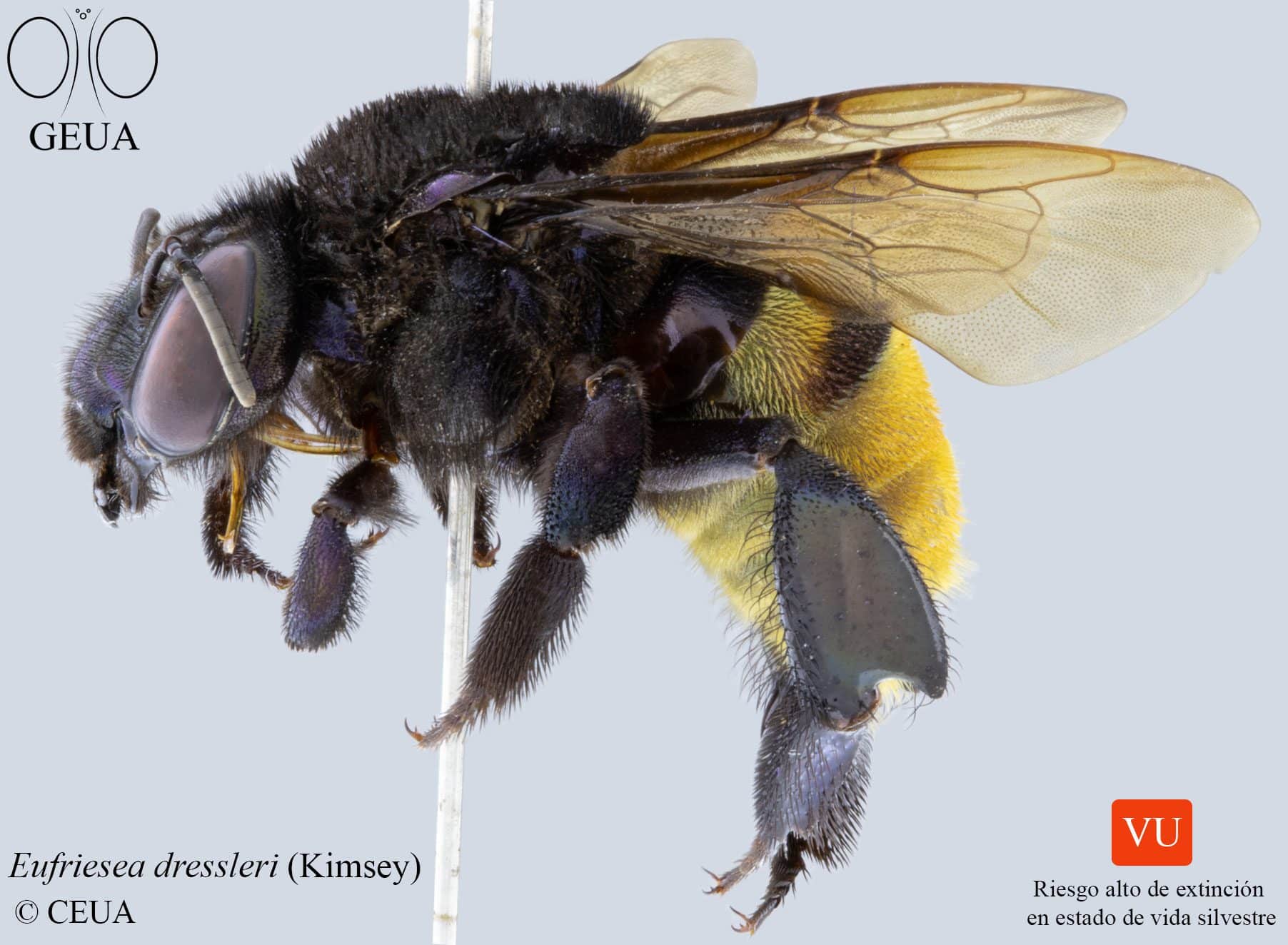 Estas son las 3 especies de insectos en peligro de extinción de Colombia