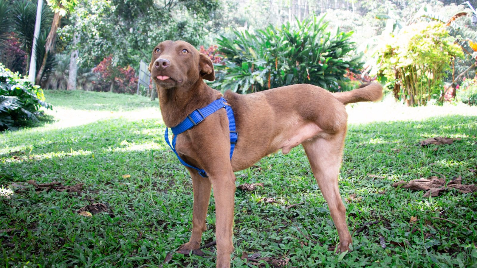 Habrá jornada de adopción de perritos geriátricos o con alguna discapacidad