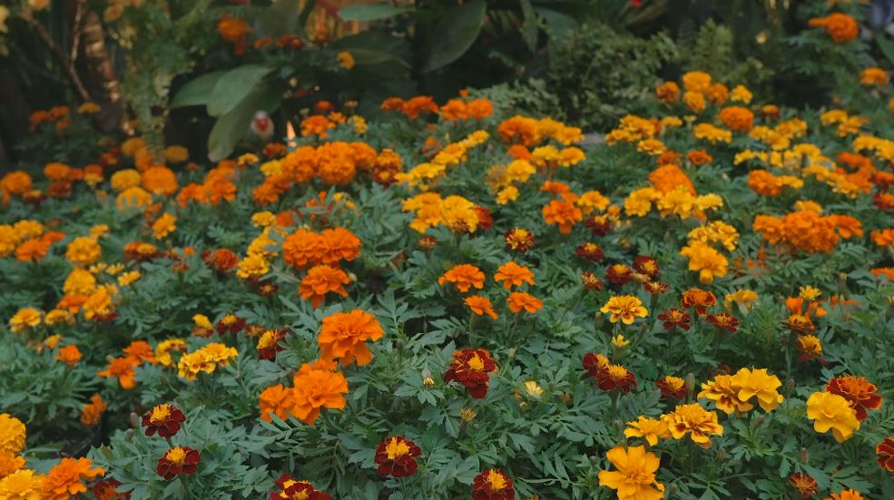 Hasta el 18 de agosto estará el Parque de las Flores y así puede visitarlo