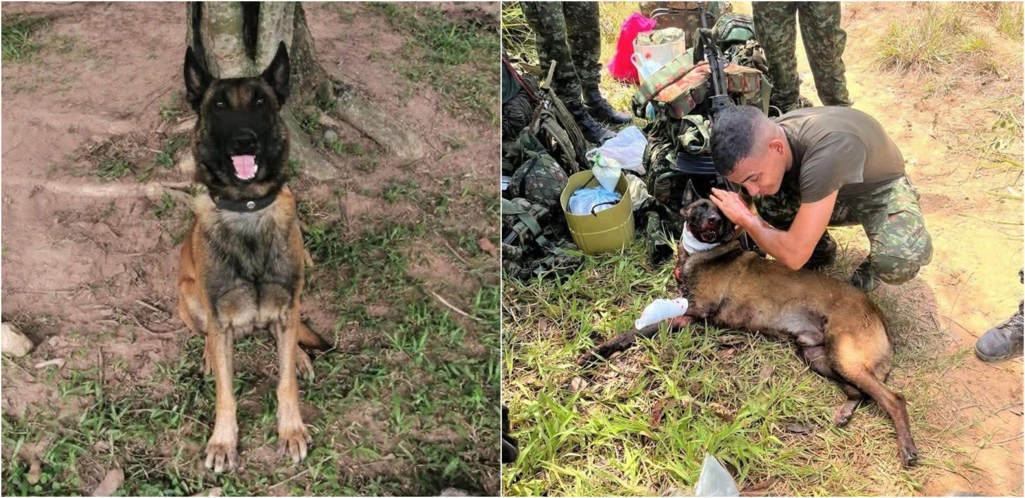 Héroe de cuatro patas perro salvó a soldados de caer en artefacto explosivo
