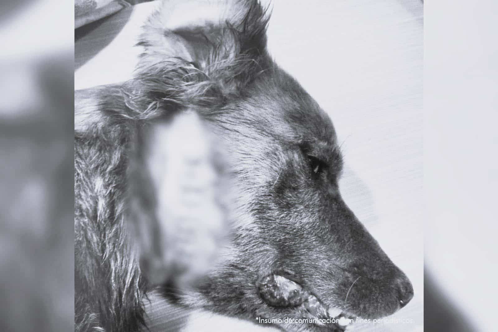 Hombre que agredió con arma blanca a mascotas de su mamá fue imputado por maltrato animal