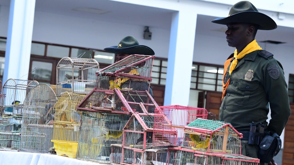 Incautaron 22 aves silvestres que estaban en cautiverio en Altavista