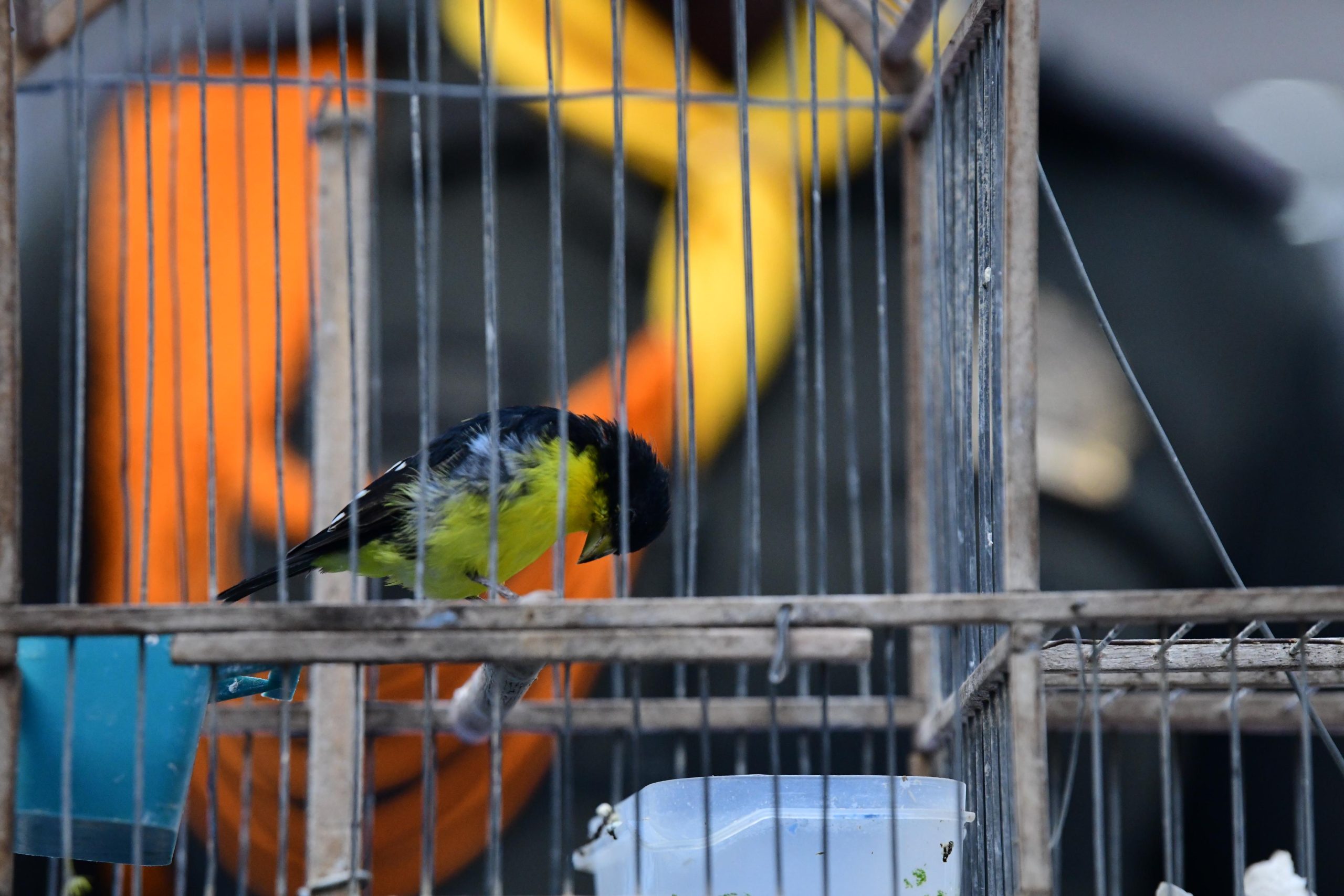 Incautaron 22 aves silvestres que estaban en cautiverio en Altavista