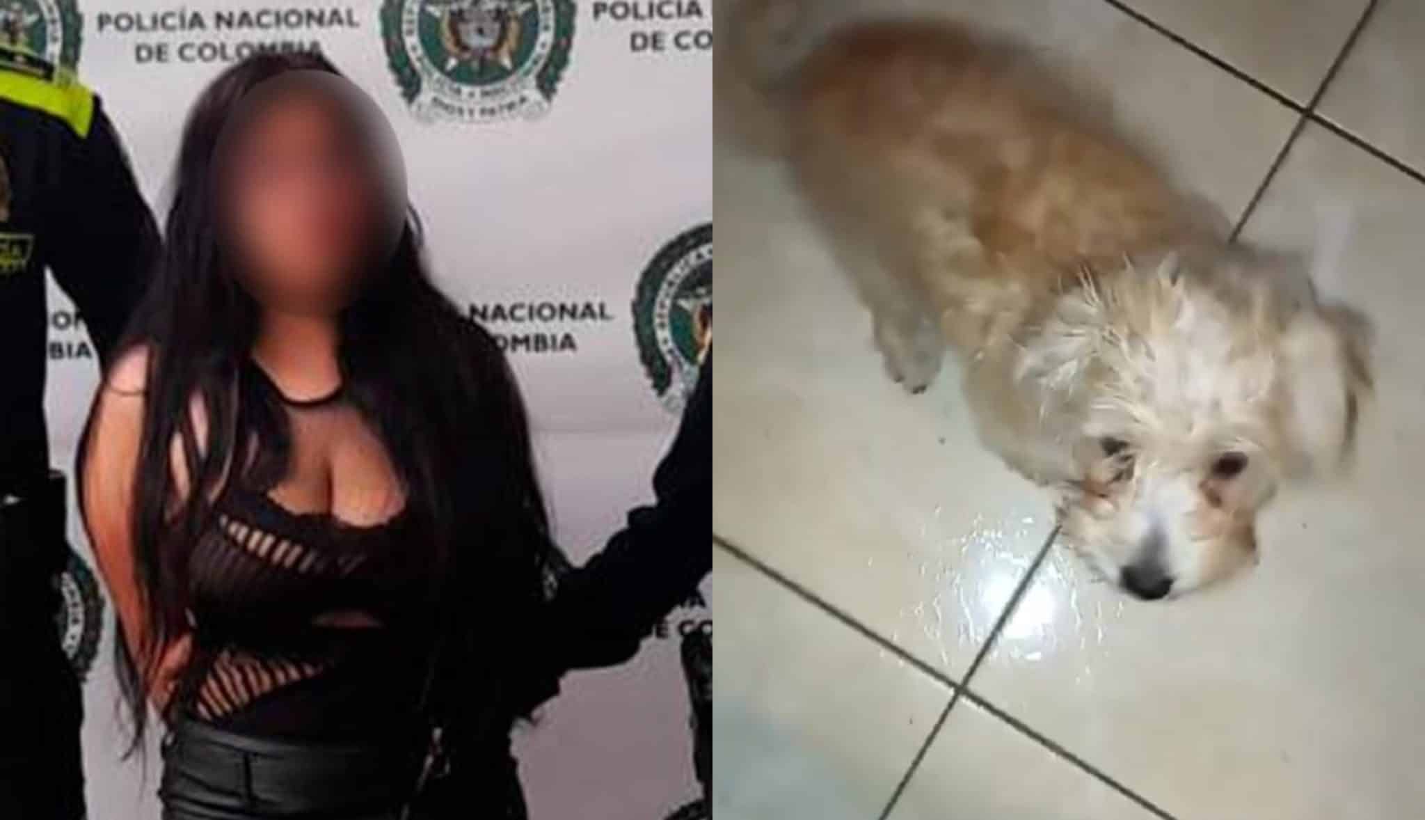 Indignación en Bello por caso de mujer que lanzó a perrito de un piso 12 perro