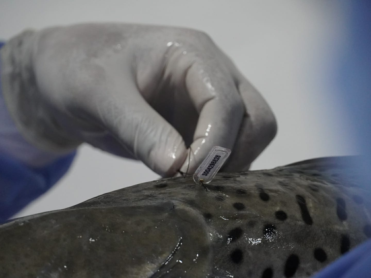 Instalarán chips a peces para establecer impacto de Hidroituango