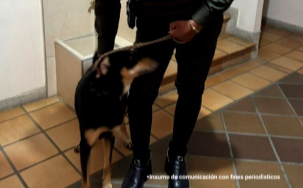 Judicializan a una pareja por tener perros abandonados sin agua, ni comida