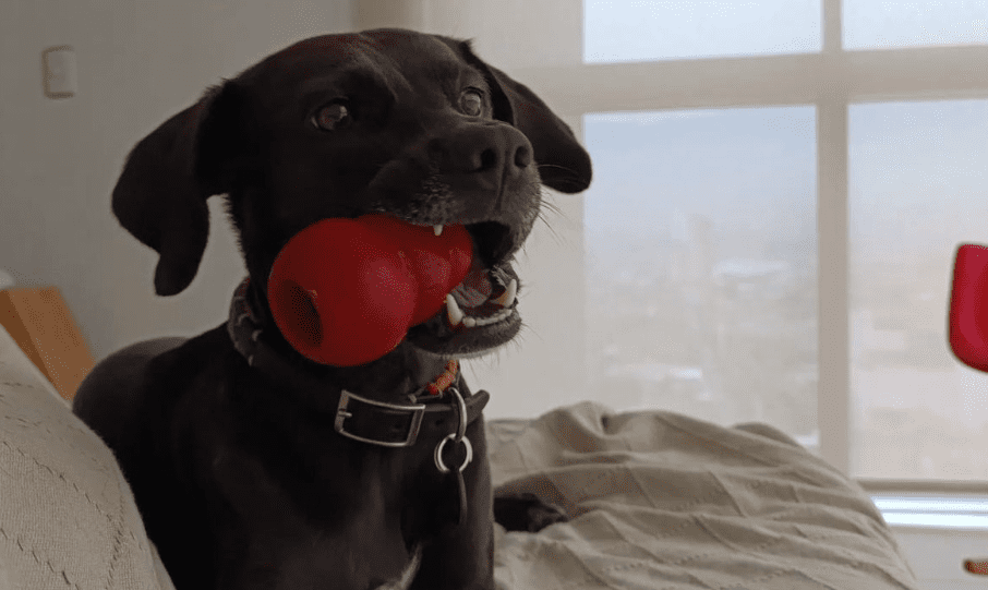 Indignación por perrito que habría muerto envenenado en Itagüí