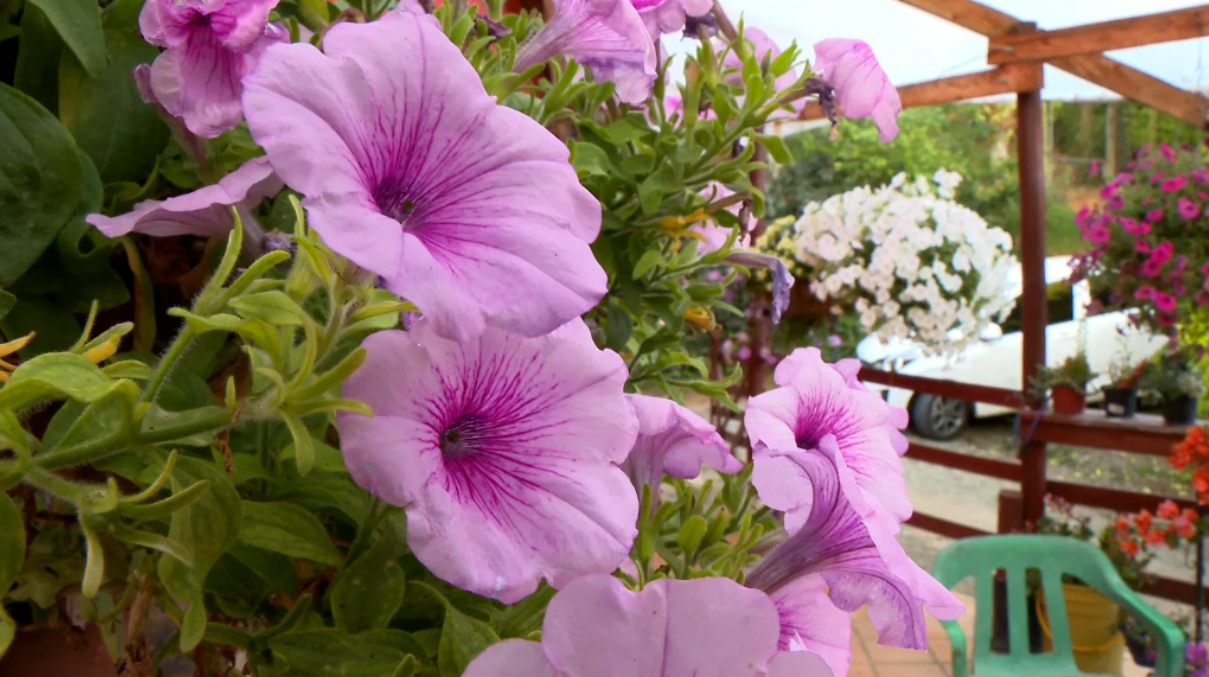 Museo Vivo de las Flores, el refugio de la cultura silletera en San Cristóbal
