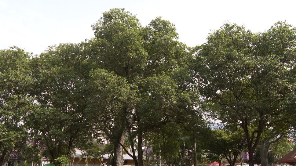 Malas prácticas tienen en riesgo a varios árboles patrimoniales de Medellín