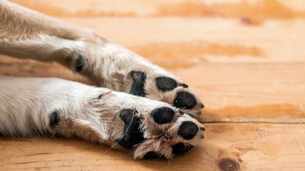 Habló dueño del perro que fue arrojado desde un piso 12: “Lo mató, es una asesina”