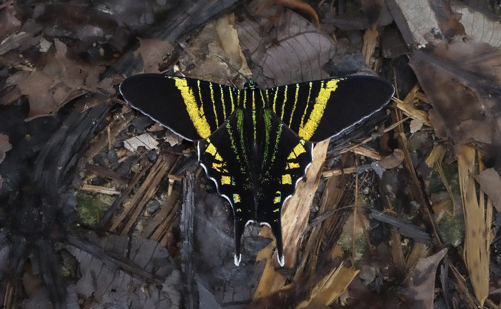 Mariposa