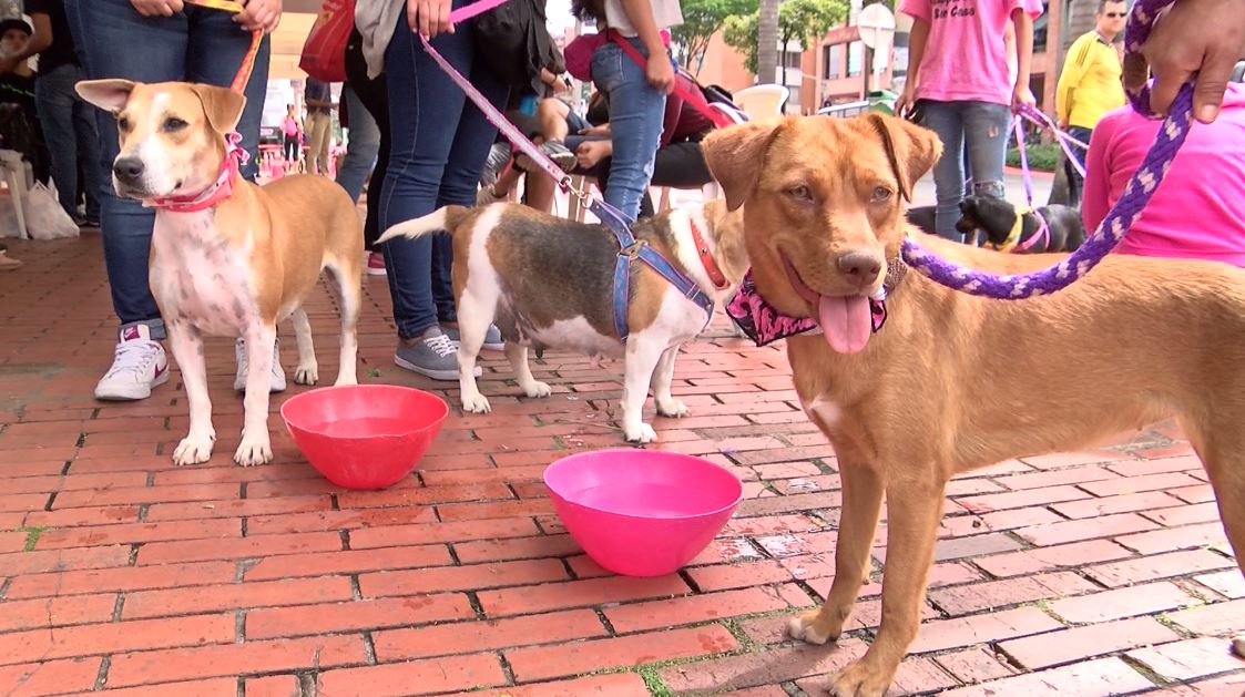 Así puede inscribir su emprendimiento para estar en Mascotas al Parque en Telemedellín