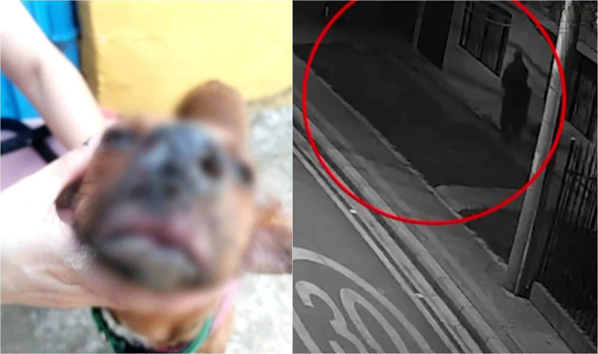 Mujer fue condenada por sumergir la cabeza de su perro a agua hirviendo