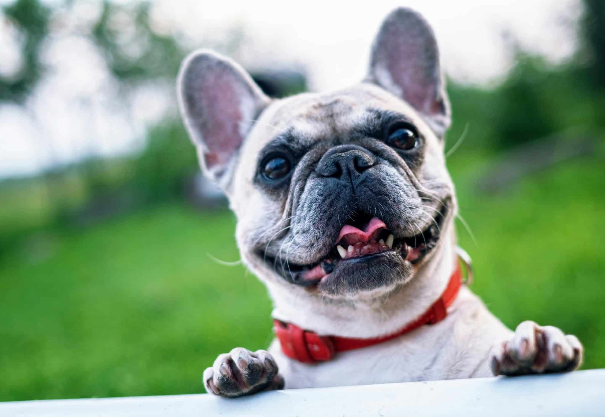 No más mutilaciones prohíben cirugías estéticas a animales