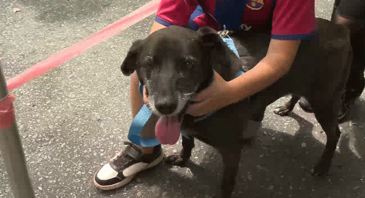 Pantera, la perrita que llevaba más de 10 años en La Perla fue adoptada por una familia