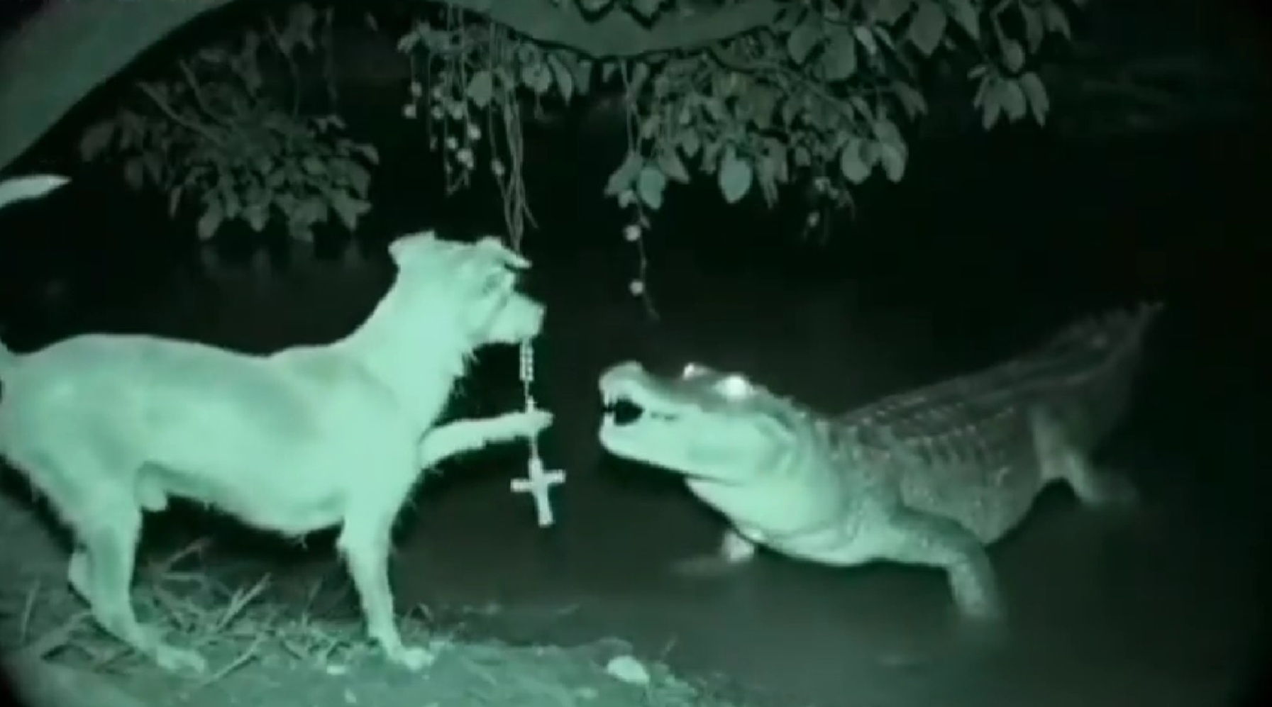 Un perro con rosario se convirtió en protagonista de una historia que parece sacada de una película. El animal estuvo a punto de ser devorado por un caimán en una zona boscosa cercana a un cuerpo de agua, pero logró escapar en el último segundo.