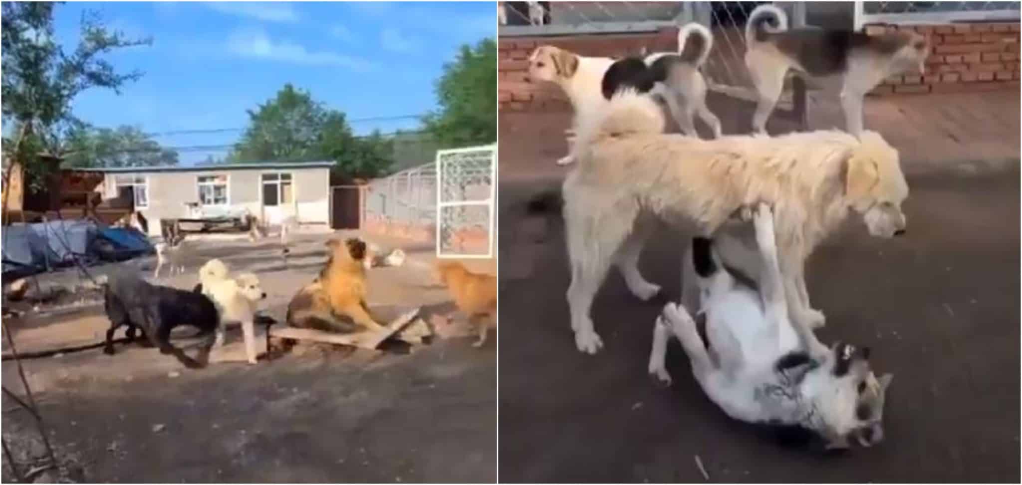 Perro se vuelve viral en las redes por detener una pelea solo con su presencia
