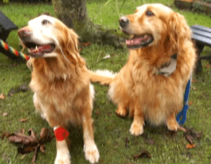 Por muerte de sus mascotas, Margarita crea emprendimiento para reducirles el estrés
