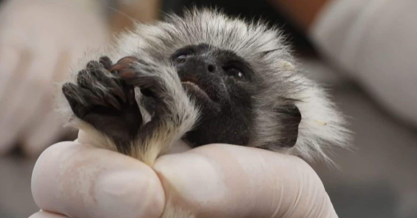 Preocupación en el Área Metropolitana por incremento de monos titíes con enfermedades
